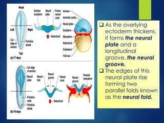 7721 [02] Review of Neuro-Embryology.pdf