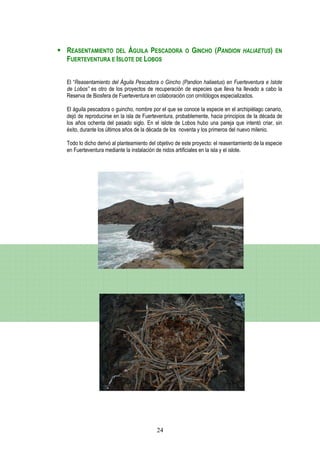 REASENTAMIENTO DEL ÁGUILA PESCADORA                    O   GINCHO (PANDION       HALIAETUS) EN
FUERTEVENTURA E ISLOTE DE LOBOS


El “Reasentamiento del Águila Pescadora o Gincho (Pandion haliaetus) en Fuerteventura e Islote
de Lobos” es otro de los proyectos de recuperación de especies que lleva ha llevado a cabo la
Reserva de Biosfera de Fuerteventura en colaboración con ornitólogos especializados.

El águila pescadora o guincho, nombre por el que se conoce la especie en el archipiélago canario,
dejó de reproducirse en la isla de Fuerteventura, probablemente, hacia principios de la década de
los años ochenta del pasado siglo. En el islote de Lobos hubo una pareja que intentó criar, sin
éxito, durante los últimos años de la década de los noventa y los primeros del nuevo milenio.

Todo lo dicho derivó al planteamiento del objetivo de este proyecto: el reasentamiento de la especie
en Fuerteventura mediante la instalación de nidos artificiales en la isla y el islote.




                                         24
 