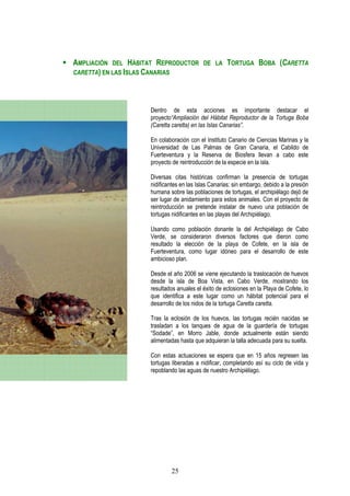 AMPLIACIÓN DEL HÁBITAT REPRODUCTOR        DE LA     TORTUGA BOBA (CARETTA
CARETTA) EN LAS ISLAS CANARIAS




                    Dentro de esta acciones es importante destacar el
                    proyecto“Ampliación del Hábitat Reproductor de la Tortuga Boba
                    (Caretta caretta) en las Islas Canarias”.

                    En colaboración con el Instituto Canario de Ciencias Marinas y la
                    Universidad de Las Palmas de Gran Canaria, el Cabildo de
                    Fuerteventura y la Reserva de Biosfera llevan a cabo este
                    proyecto de reintroducción de la especie en la isla.

                    Diversas citas históricas confirman la presencia de tortugas
                    nidificantes en las Islas Canarias; sin embargo, debido a la presión
                    humana sobre las poblaciones de tortugas, el archipiélago dejó de
                    ser lugar de anidamiento para estos animales. Con el proyecto de
                    reintroducción se pretende instalar de nuevo una población de
                    tortugas nidificantes en las playas del Archipiélago.

                    Usando como población donante la del Archipiélago de Cabo
                    Verde, se consideraron diversos factores que dieron como
                    resultado la elección de la playa de Cofete, en la isla de
                    Fuerteventura, como lugar idóneo para el desarrollo de este
                    ambicioso plan.

                    Desde el año 2006 se viene ejecutando la traslocación de huevos
                    desde la isla de Boa Vista, en Cabo Verde, mostrando los
                    resultados anuales el éxito de eclosiones en la Playa de Cofete, lo
                    que identifica a este lugar como un hábitat potencial para el
                    desarrollo de los nidos de la tortuga Caretta caretta.

                    Tras la eclosión de los huevos, las tortugas recién nacidas se
                    trasladan a los tanques de agua de la guardería de tortugas
                    “Sodade”, en Morro Jable, donde actualmente están siendo
                    alimentadas hasta que adquieran la talla adecuada para su suelta.

                    Con estas actuaciones se espera que en 15 años regresen las
                    tortugas liberadas a nidificar, completando así su ciclo de vida y
                    repoblando las aguas de nuestro Archipiélago.




                            25
 