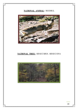 19 
NATIONAL ANIMAL: HUEMUL 
NATIONAL TREE: ARAUCARIA ARAUCANA 
 
