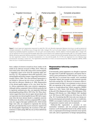 X. Wang et al. Principles and mechanisms of hair follicle neogenesis
Figure 1. Injury types and regenerative responses by adult HFs. HFs can efﬁciently regenerate following micro-injury, as well as partial and
complete amputation. (A), (B) Micro-injury of bulge stem cells in telogen HFs, such as by laser ablation, can be efﬁciently repaired from the
neighboring epithelial progenitor populations in the hair germ and possibly isthmus. Genetic ablation of dermal papilla cells in anagen HFs
can be restored from the surviving dermal papilla cells and/or via recruitment of the neighboring dermal sheath cells. (C), (D) Anagen vibrissa
follicles efﬁciently regenerate following amputation of the lower third, which includes the entire dermal papilla. Midway (lower half) amputations
can also regenerate; however, this requires transplantation of a new dermal papilla. (E), (F) HFs can regenerate de novo following large
excisional skin wounding in adult mice. This regenerative phenomenon is known as wound-induced hair follicle neogenesis (WIHN). WIHN
does not occur in small excisional wounds.
been a subject of extensive research in classic studies on the
model of rat vibrissae (reviwed in Plikus 2014). When the
lower third of the vibrissa HF, along with its dermal papilla,
is amputated, repair occurs from the remaining upper por-
tion (Fig. 1C). The amputated vibrissa HF regenerates a new
dermal papilla and reenters anagen, suggesting restored func-
tionality (Oliver 1966). This more profound regeneration is
not limited to vibrissae but also occurs in human HFs, al-
beit with low efﬁciency (Jahoda et al. 1996). Regeneration
of the dermal papilla appears to be a key factor that lim-
its vibrissa regeneration after more extensive amputations.
Although midway-amputated vibrissa follicles generally fail
to regenerate spontaneously, they can regenerate following
dermal papilla grafting (Oliver 1967) (Fig. 1D). These obser-
vations suggest that lower, but not upper, dermal sheath cells
can regenerate new dermal papilla because HFs fail to regen-
erate when the lower dermal sheath is completely removed.
Furthermore, the ability of midway-amputated HFs to regen-
erate also suggests that upper epithelial cells, which include
bulge stem cells, are competent to regenerate the missing
HF parts, provided that they receive instructive signals from
the dermal papilla. Importantly, the occurrence of this phe-
nomenon in rodent pelage HFs has not yet been deﬁnitively
reported.
Regeneration following complete
amputation
Conventionally, partial amputation was thought to represent
the upper limit of adult HF regeneration, and injuries that in-
volved a more profound loss of HF structures, such as com-
plete HF loss in excisional skin wounds, were considered
irreparable. Indeed, skin wounds in adult mammals typically
heal with scarring (Fig. 1E). However, in instances when ex-
cisional wounds are large (1 cm in diameter in mice), de novo
HFs can regenerate in the wound’s center—a phenomenon
known as wound-induced hair follicle neogenesis (WIHN)
(Dann et al. 1941; Taylor 1949; Breedis 1954; Billingham
& Russell 1956; Kligman & Strauss 1956; Billingham 1958;
Kligman 1959; Brook et al. 1960; Mikhail 1963; Stenb¨ack
et al. 1967; Ito et al. 2007; Seifert et al. 2012; Gay et al. 2013)
(Fig. 1F). Considering that HFs form only once during em-
bryonic development and normally do not do so in adult skin,
WIHN is an example of embryonic-like regeneration—a type
of regenerative response rarely seen in mammals.
Embryonic-like regeneration is prevalent in non-
mammalian vertebrates, and two principal regenerative
responses can be distinguished based on the cellular mecha-
nism: (1) regeneration from lineage-restricted, tissue-speciﬁc
stem cells, and (2) regeneration via lineage reprogramming,
C 2015 The Authors. Regeneration published by John Wiley & Sons Ltd. 171
 