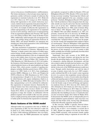 Principles and mechanisms of hair follicle neogenesis X. Wang et al.
such as in the process of dedifferentiation−redifferentiation.
The former mechanism is observed upon mouse digit tip re-
generation, another well-known example of embryonic-like
regeneration in mammals (Lehoczky et al. 2011; Rinkevich
et al. 2011; Takeo et al. 2013; Leung et al. 2014). Similarly,
during limb regeneration in the axolotl (Ambystoma mexi-
canum), skeletal muscle regenerates from preexisting Pax7+
muscle-fated stem cells (Kragl et al. 2009; Sandoval-Guzman
et al. 2014). An example of embryonic-like regeneration via
cellular reprogramming is the regeneration of an amputated
eye lens in newts and frogs, which occurs via reprogramming
of the iris pigmented epithelial cells (Freeman 1963; Eguchi
et al. 1974; Henry & Elkins 2001; Tsonis & Del Rio-Tsonis
2004). Additionally, radial neuroglia cells can reprogram into
muscle and cartilage during tail regeneration (Echeverri &
Tanaka 2002), and dermal ﬁbroblasts can reprogram into
chondrocytes during limb regeneration in the axolotl (Kragl
et al. 2009; Hirata et al. 2010).
The latter mechanism of regeneration is commonly asso-
ciated with the formation of a blastema. Although the term
“blastema” is deeply rooted in the context of Urodele regen-
eration biology, broadly speaking it deﬁnes a mass of prolif-
erating multipotent progenitors at the site of amputation that
serves as the cellular source for de novo regeneration (Hay
& Fischman 1961; O’Steen & Walker 1961; Gardiner et al.
1986; Muneoka et al. 1986; Roensch et al. 2013). In Urodeles,
the formation of the blastema requires the induction of a spe-
cialized epidermis known as the apical epithelial cap (Singer
& Inoue 1964), which secretes a number of signaling mor-
phogens including ﬁbroblast growth factors (FGFs) (Chris-
tensen et al. 2002; Satoh et al. 2011), bone morphogenic
proteins (BMPs) (Makanae et al. 2014), and Wingless-Int
(WNTs) (Ghosh et al. 2008; Shimokawa et al. 2013). Cellu-
lar reprogramming is thought to be one of the mechanisms
by which blastema cells acquire multipotency (Satoh et al.
2008a; Satoh et al. 2008b; McCusker & Gardiner 2013). To
date, reprogramming is yet to be conﬁrmed for embryonic-
like regeneration in mammals; however, blastema-like his-
tological features have been noted during ear regeneration
in the African spiny mouse (Acomys) (Seifert et al. 2012;
Tanaka 2012). Below, we argue that the phenomenon of HF
neogenesis in large skin wounds, in combination with the
plethora of genetic tools available in Mus musculus, presents
itself as a highly promising and tractable experimental model
to further probe for blastema-like regeneration in mammals.
Basic features of the WIHN model
Although neither was recognized at the time as WIHN, de
novo regeneration of HFs was ﬁrst observed in adult rats
by Dann et al. (1941) following excisional wounding and
by Taylor (1949) following full-thickness skin cryo-injury.
Several years later, the WIHN phenomenon was reported
and explicitly recognized in rabbits by Breedis (1954) and
Billingham & Russell (1956). Breedis (1954) wrote that fol-
lowing excisional wounding “functioning hair follicles and
sebaceous glands appeared in the scars, sometimes in great
profusion.” Similarly, Billingham & Russell (1956) reported
that “with the production of these [neogenic] hairs the origi-
nally smooth scars may be said to have become transformed
into a sort of ad hoc skin.” Additional studies conﬁrmed
WIHN in sheep (Brook et al. 1960), rarely in humans (Klig-
man & Strauss 1956; Kligman 1959), and once again in
rats (Mikhail 1963) and rabbits (Stenb¨ack et al. 1967). Im-
portantly, around the time of its discovery, the WIHN phe-
nomenon was not universally accepted. After repeating full-
thickness wounding experiments in rabbits, Straile (1959)
concluded that “uninjured follicles moved from the periph-
ery into the wounds and repopulated them without evidence
of a neoformation.” However, Billingham (1958) argued that
“there can be little doubt that an interaction of epidermis and
dermis is involved in initiating the development of hairs, and
the process of hair neogenesis, as seen in wounds in adult
rabbits, probably does not differ signiﬁcantly from that which
occurs normally in neonatal life.”
Surprisingly, these early accounts of the WIHN phe-
nomenon went largely forgotten, and during the next four
decades the prevailing dogma was that HFs form only once
in ontogenesis—during embryonic development—and that
skin wounds in adults inevitably heal into hairless scars. Only
recently, following the landmark study by Ito et al. (2007),
did the re-discovery of the WIHN phenomenon in adult mice
occur. Through careful observations and with the help of
an array of genetic mouse tools, Ito et al. (2007) unequiv-
ocally conﬁrmed that HFs in the wound’s center regenerate
de novo via a process that recapitulates normal embryonic
hair morphogenesis. A series of recent studies describing the
cellular and signaling aspects of hair neogenesis have dramat-
ically raised awareness of the WIHN phenomenon, carrying
it into the broader scope of stem cell biology and regenera-
tive medicine (Fan et al. 2011; Sun et al. 2011; Seifert et al.
2012; Driskell et al. 2013; Fuchs et al. 2013; Gay et al. 2013;
Myung et al. 2013; Nelson et al. 2013; Takeo et al. 2015). A
study by Seifert et al. (2012) on hair neogenesis following
autotomy-like skin shedding in Acomys is of particular inter-
est (also reviewed in Tanaka 2012; Seifert & Maden 2014).
It demonstrates that WIHN can be an indispensable part of a
natural adaptation against predation—spiny mice have very
fragile skin that breaks easily, leaving large full-thickness
wounds that efﬁciently regenerate numerous HFs.
In Mus musculus, WIHN is typically observed follow-
ing large wounding on the lower back, when a circular re-
gion of skin, at least 1 cm in diameter, is excised (Ito et
al. 2007). Wound size appears to be the key factor deter-
mining WIHN activation, with excisional wounds smaller
than 1 cm generally failing to regenerate de novo HFs. In
172 C 2015 The Authors. Regeneration published by John Wiley & Sons Ltd.
 