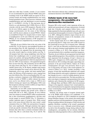 X. Wang et al. Principles and mechanisms of hair follicle neogenesis
adult mice older than 2 months, wounds 1.5 cm in diame-
ter are recommended for more efﬁcient WIHN. Early post-
wounding events in the WIHN model are typical of all ex-
cisional wounds and include reepithelialization over newly
formed granulation tissue. These processes culminate in full
reepithelialization and scab detachment on post-wounding
day 13−14 (PWD13−14) (Fig. 2). This time point, also re-
ferred to as scab detachment day 0 (SD0) (Fan et al. 2011),
coincides with the onset of HF neogenesis. Placodes of the
ﬁrst de novo follicles appear on day SD1 and continue to
emerge asynchronously over the course of the following
week, until the process plateaus at around PWD21. Indeed,
as exempliﬁed in Figure 3A, neogenic hairs at various stages
of morphogenesis can be seen within the wound’s center at
PWD22. In vivo temporal dynamics of HF neogenesis in
the WIHN model are comprehensively covered by Fan et al.
(2011).
Typically, de novo follicles form in the very center of the
wound (Fig. 3A, B); however, more peripheral locations are
not uncommon (Figs 3D, 4B). Importantly, in all instances,
de novo follicles are separated from the preexisting folli-
cles at the wound’s edge by a circular, hairless scar (Fig. 3).
All neogenic hairs have zigzag morphology (note that four
distinct hair morphologies exist in normal mouse pelage:
guard, awl, auchene, and zigzag [Sundberg & Hogan 1994]),
and typically lack pigmentation in otherwise pigmented mice
(Ito et al. 2007). In rare instances, a few pigmented neogenic
hairs can also form (Fig. 3B). Commonly, de novo HFs form
one large cluster with (Figs 3C, 4A) or without a few small
satellite clusters (Fig. 3A, B). Rarely, multiple small clusters
scattered throughout the wound can be observed (Fig. 4B).
Importantly, even in age, gender, and strain matched litter-
mates, the efﬁciency of hair neogenesis varies, ranging from
just a few follicles (Fig. 3D) to several hundred (Fig. 3C), sug-
gesting a stochastic component to the WIHN phenomenon.
Classic accounts of WIHN in rabbits indicate that neoge-
nesis can be very efﬁcient with as many as 3500 de novo
follicles forming per injured area (Billingham 1958) (note
that neogenesis-inducing wounds in rabbits are larger than in
mice, usually 2.5 cm in diameter).
Importantly, de novo HFs contain functional bulge stem
cells and undergo repetitive hair growth cycles, similar to
normal HFs (Ito et al. 2007). Typically, de novo follicles
enter ﬁrst telogen at around PWD35 (albeit asynchronously
due to their asynchronous morphogenesis), and then enter
second anagen at around PWD45 (Fig. 2). Orientation is
another important aspect of neogenic hairs. While normal
hairs in the mouse dorsum follow the same cranial−caudal
orientation (Guo et al. 2004), the axial position of neogenic
hairs varies signiﬁcantly. Although sometimes they appear
to lack any speciﬁc orientation (Figs 3B and 4D, purple sub-
domain), they often share a common orientation within one
cluster (Fig. 4B) or a sub-cluster (Fig. 4A, C and D). The
latter observation indicates that a rudimental hair patterning
mechanism functions in the WIHN model.
Cellular basis of de novo hair
neogenesis—the possibility of a
blastema-like mechanism
Neogenic HFs in the wound’s center regenerate all key ep-
ithelial and mesenchymal cell types characteristic of normal
body hair. Critically, each neogenic follicle forms a new
bulge populated by functional epithelial stem cells and a new
mesenchymal dermal papilla (reviewed in Chuong 2007; Ito
et al. 2007). Although the deﬁnitive origin of these de novo
follicular cell populations remains to be elucidated, a few
clues are beginning to emerge.
In their original study, Ito et al. (2007) elegantly showed
that preexisting Krt15+ bulge stem cells in HFs located on
the wound edge do not give rise to neogenic hairs. Although
Krt15+ stem cells are efﬁciently recruited from peri-wound
HFs to the newly forming wound epidermis (Ito et al. 2005;
reviewed in Plikus et al. 2012), their progeny are short-
lived and distinctly fail to contribute toward hair neogenesis.
Therefore, de novo follicles do not regenerate from hair-fated
bulge epithelial progenitors. One possibility is that neogenic
hairs regenerate from the progeny of Lrig1+ (Jensen et al.
2009), Lgr6+ (Snippert et al. 2010), and/or Gli1+ stem cells
(Brownell et al. 2011) residing in the upper, supra-bulge com-
partments of the peri-wound follicles. Indeed, all of these
stem/progenitor cell types were previously shown to give
rise to long-lasting cell clones in the wound epidermis (re-
viewed in Plikus et al. 2012). Another possibility is that
progeny of bona ﬁde interfollicular epidermal cells expand
their lineage plasticity and acquire competence to regenerate
hair lineages de novo—a level of cellular plasticity not nor-
mally observed in unwounded skin. The latter possibility im-
plies some degree of epigenetic reprogramming in the wound
epidermis and a blastema-like mechanism for HF neogene-
sis. Although Shaw and Martin (2009) observed prominent
changes in the epigenetic makeup of new wound epidermis,
the overall mechanisms for epigenetic reprogramming during
mouse wound healing remain largely unexplored (reviewed
in Plikus et al. 2014).
Similarly, the lineage origin of neogenic dermal papil-
lae in the WIHN model remains to be established. A re-
cent study by Driskell et al. (2013) identiﬁed two principal
dermal ﬁbroblast lineages in the normal skin termed upper
papillary and lower reticular populations. Lineage studies fol-
lowing wounding indicate that progeny of both reticular and
papillary ﬁbroblasts contribute to the wound’s granulation
tissue in successive waves. Although normal dermal papil-
lae derive from the papillary lineage during embryonic hair
morphogenesis, and papillary, but not reticular, ﬁbroblasts
display hair-inducing properties in the so-called chamber hair
C 2015 The Authors. Regeneration published by John Wiley & Sons Ltd. 173
 