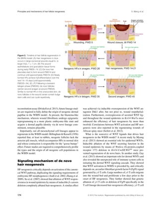 Principles and mechanisms of hair follicle neogenesis X. Wang et al.
Figure 2. Timeline of hair follicle regeneration in
the WIHN model. (A) Hair neogenesis in mice
occurs in large excisional wounds equal to, or
larger than, 1 × 1 cm. (B) The wound
epithelializes and granulation tissue forms
during early PWD0−14. (C) De novo hair
placodes start to form around PWD14 and
continue until approximately PWD19. (D) Newly
formed HFs achieve full differentiation over the
next 14−15 days (until approximately
PWD33−34). (E), (F) Following a transient
telogen phase (PWD35), de novo follicles
reenter second anagen at around PWD45.
Similar to normal HFs in the unwounded skin, de
novo follicles in the wound center contain bulge
stem cells and can cycle repetitively.
reconstitution assay (Driskell et al. 2013), future lineage stud-
ies are required to fully deﬁne the origin of neogenic dermal
papillae in the WIHN model. At present, the blastema-like
mechanism, wherein wound ﬁbroblasts undergo epigenetic
reprogramming to a more plastic embryonic-like state and
acquire a dermal papilla identity via de novo lineage com-
mitment, remains plausible.
Importantly, not all mesenchymal cell lineages appear to
regenerate in the WIHN model. Billingham & Russell (1956)
reported that, at least in rabbits, neogenic follicles lack the
arrector pili muscle, which accompanies HFs in normal skin
and whose contraction is responsible for the “goose bumps”
effect. Future studies are required to comprehensively proﬁle
the types and the origin of all neogenic cell populations in
the WIHN model.
Signaling mechanism of de novo
hair neogenesis
HF neogenesis critically depends on activation of the canoni-
cal WNT pathway, duplicating the signaling requirements of
embryonic HF morphogenesis (Andl et al. 2002; Zhang et al.
2009). Ito et al. (2007) showed that ablation of WNT respon-
siveness in wound epidermis by means of inducible β-catenin
deletion completely ablated hair neogenesis. A similar effect
was achieved via inducible overexpression of the WNT an-
tagonist Dkk1 after, but not prior to, wound reepithelial-
ization. Furthermore, overexpression of secreted WNT lig-
and throughout the wound epidermis in Krt14-Wnt7a mice
enhanced the efﬁciency of hair neogenesis by more than
twofold. Correlations between WNT activation and HF neo-
genesis were also reported in the regenerating wounds of
African spiny mice (Seifert et al. 2012).
What is the source(s) of WNT ligands that drives hair
neogenesis in the WIHN model? A recent study by Myung
et al. (2013) showed an essential role for epidermal WNTs.
Inducible ablation of the WNT secreting function in the
wound epidermis by means of Wntless (G-protein-coupled
receptor 177) deletion in Krt14-CreER;Wlsﬂ/ﬂ
mice pre-
vented regeneration of de novo hairs. In another study, Gay
et al. (2013) showed an important role for dermal WNTs and
also revealed the unexpected role of immune system cells in
initiating the dermal WNT signaling cascade. They showed
that WNT activation in WIHN is preceded by, and critically
depends on, an earlier ﬁbroblast growth factor 9 (Fgf9) signal
generated by γ δ T cells. Large numbers of γ δ T cells migrate
into the wound bed and proliferate a few days prior to the
onset of HF neogenesis. They further showed that genetic
ablation of γ δ T cells or deletion of Fgf9 speciﬁcally in the
T cell lineage decreased hair neogenesis efﬁciency. γ δ T cell
174 C 2015 The Authors. Regeneration published by John Wiley & Sons Ltd.
 