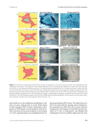 X. Wang et al. Principles and mechanisms of hair follicle neogenesis
Figure 3. Key features of regenerated excisional skin wounds. (A) Typically, de novo HFs occupy the center of the regenerated wound
(neogenesis zone, green). The neogenesis zone is always separated from the unwounded skin (yellow) by a hairless scar (red). This way,
de novo HFs can be positively identiﬁed as residing in hair-bearing areas surrounded by the rim of hairless scar tissue. At early PWD time
points, both less and more mature de novo HFs can be seen, reﬂecting partial asynchrony of hair neogenesis. (B) Mature anagen de novo HFs
are present during the late post-wounding time period, PWD28. While the majority of the de novo HFs lack pigmentation, occasionally a few
pigmented follicles can regenerate. (C), (D) Hair neogenesis displays a notable degree of variability, ranging from just a few HFs (D) to several
hundreds (C). Here, WNT pathway reporter Axin2-LacZ (A) and BMP pathway reporter BRE-gal (B−D) mice (Javier et al. 2012) were used to
aid visualization of neogenic hairs as strongly lacZ-positive. Size bar 1 mm.
derived Fgf9 acts on the neighboring myoﬁbroblasts in the
early scar tissue, inducing them to secrete Wnt2a ligand
for their subsequent WNT activation. Importantly, overex-
pression of WNT ligands in wound epidermis of the Krt14-
Wnt7a mice does not rescue hair neogenesis in mice lacking
γ δ T cells, suggesting largely non-overlapping functions for
dermal and epidermal WNT sources. The study by Gay et al.
(2013) also showed that the signaling context of embryonic-
like regeneration can differ from that of actual embryonic
morphogenesis. Development of normal HFs precedes mat-
uration of T cells in embryogenesis, and although both
morphogenetic processes probably depend upon the same
C 2015 The Authors. Regeneration published by John Wiley & Sons Ltd. 175
 