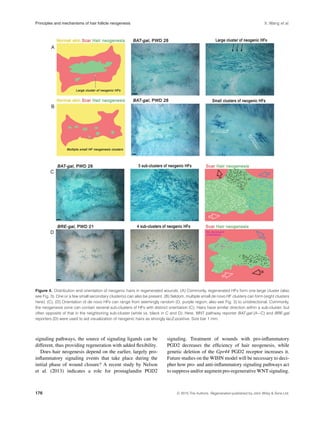 Principles and mechanisms of hair follicle neogenesis X. Wang et al.
Figure 4. Distribution and orientation of neogenic hairs in regenerated wounds. (A) Commonly, regenerated HFs form one large cluster (also
see Fig. 3). One or a few small secondary cluster(s) can also be present. (B) Seldom, multiple small de novo HF clusters can form (eight clusters
here). (C), (D) Orientation of de novo HFs can range from seemingly random (D, purple region; also see Fig. 3) to unidirectional. Commonly,
the neogenesis zone can contain several sub-clusters of HFs with distinct orientation (C). Hairs have similar direction within a sub-cluster, but
often opposite of that in the neighboring sub-cluster (white vs. black in C and D). Here, WNT pathway reporter BAT-gal (A−C) and BRE-gal
reporters (D) were used to aid visualization of neogenic hairs as strongly lacZ-positive. Size bar 1 mm.
signaling pathways, the source of signaling ligands can be
different, thus providing regeneration with added ﬂexibility.
Does hair neogenesis depend on the earlier, largely pro-
inﬂammatory signaling events that take place during the
initial phase of wound closure? A recent study by Nelson
et al. (2013) indicates a role for prostaglandin PGD2
signaling. Treatment of wounds with pro-inﬂammatory
PGD2 decreases the efﬁciency of hair neogenesis, while
genetic deletion of the Gpr44 PGD2 receptor increases it.
Future studies on the WIHN model will be necessary to deci-
pher how pro- and anti-inﬂammatory signaling pathways act
to suppress and/or augment pro-regenerative WNT signaling.
176 C 2015 The Authors. Regeneration published by John Wiley & Sons Ltd.
 