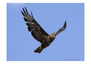 Photo courtesy of T Jones
 