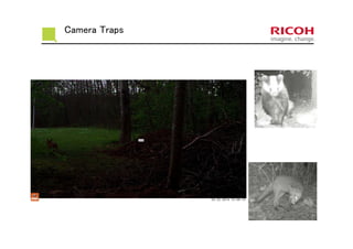 Camera Traps
 