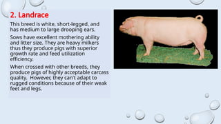 2. Landrace
This breed is white, short-legged, and
has medium to large drooping ears.
Sows have excellent mothering ability
and litter size. They are heavy milkers
thus they produce pigs with superior
growth rate and feed utilization
efficiency.
When crossed with other breeds, they
produce pigs of highly acceptable carcass
quality. However, they can't adapt to
rugged conditions because of their weak
feet and legs.
 