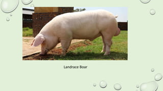 Landrace Boar
 