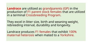 Landrace are utilized as grandparents (GP) in the
production of F1 parent stock females that are utilized
in a terminal Crossbreeding Program.
They excel in litter size, birth and weaning weight,
rebreeding interval, durability and longevity.
Landrace produces F1 females that exhibit 100%
maternal heterosis when mated to a Yorkshire.
 