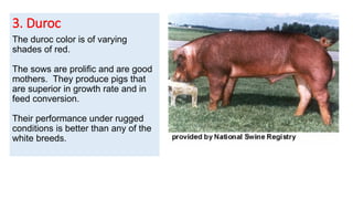 3. Duroc
The duroc color is of varying
shades of red.
The sows are prolific and are good
mothers. They produce pigs that
are superior in growth rate and in
feed conversion.
Their performance under rugged
conditions is better than any of the
white breeds.
 