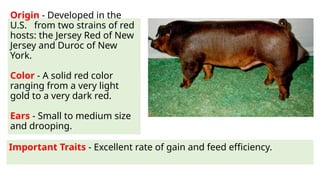 Origin - Developed in the
U.S. from two strains of red
hosts: the Jersey Red of New
Jersey and Duroc of New
York.
Color - A solid red color
ranging from a very light
gold to a very dark red.
Ears - Small to medium size
and drooping.
Important Traits - Excellent rate of gain and feed efficiency.
 