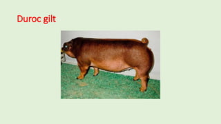 Duroc gilt
 