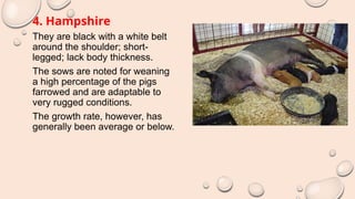 4. Hampshire
They are black with a white belt
around the shoulder; short-
legged; lack body thickness.
The sows are noted for weaning
a high percentage of the pigs
farrowed and are adaptable to
very rugged conditions.
The growth rate, however, has
generally been average or below.
 