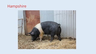 Hampshire
 