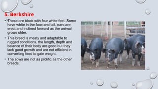 5. Berkshire
• These are black with four white feet. Some
have white in the face and tail. ears are
erect and inclined forward as the animal
grows older.
• This breed is meaty and adaptable to
rugged conditions. the length, depth and
balance of their body are good but they
lack good growth and are not efficient in
converting feed to gain weight.
• The sows are not as prolific as the other
breeds.
 
