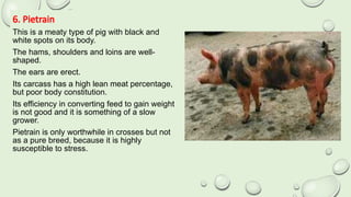 6. Pietrain
This is a meaty type of pig with black and
white spots on its body.
The hams, shoulders and loins are well-
shaped.
The ears are erect.
Its carcass has a high lean meat percentage,
but poor body constitution.
Its efficiency in converting feed to gain weight
is not good and it is something of a slow
grower.
Pietrain is only worthwhile in crosses but not
as a pure breed, because it is highly
susceptible to stress.
 