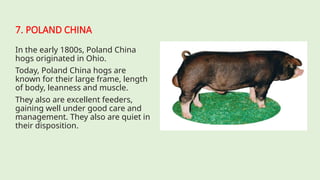 7. POLAND CHINA
In the early 1800s, Poland China
hogs originated in Ohio.
Today, Poland China hogs are
known for their large frame, length
of body, leanness and muscle.
They also are excellent feeders,
gaining well under good care and
management. They also are quiet in
their disposition.
 