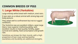 COMMON BREEDS OF PIGS
1. Large White (Yorkshire)
Large entirely white breed with medium, erect ears.
It was seen as a robust animal with strong legs and
body posture.
They adapt well to confinement but not to rugged
conditions.
The Yorkshire sow are excellent milkers, wean large
litters, have superior mothering ability, with
excellent results in meat quality, fertility, piglet
survival and viability, feed consumption and growth
rate.
Yorkshires are known for their muscle, with a high
proportion of lean meat and low backfat.
soundness and durability are additional strengths.
 