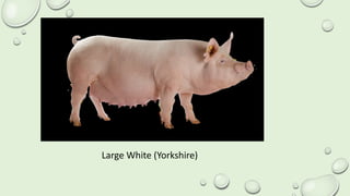 Large White (Yorkshire)
 