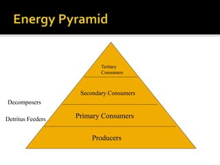 Primary Consumers
Producers
Detritus Feeders
Producers
Primary Consumers
Secondary Consumers
Tertiary
Consumers
Decomposers
 