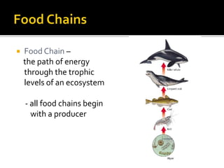 Food Chain –
the path of energy
through the trophic
levels of an ecosystem
- all food chains begin
with a producer
 