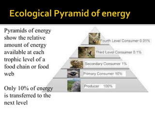 Pyramids of energy
show the relative
amount of energy
available at each
trophic level of a
food chain or food
web
Only 10% of energy
is transferred to the
next level
 
