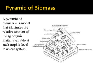 A pyramid of
biomass is a model
that illustrates the
relative amount of
living organic
matter available at
each trophic level
in an ecosystem.
 