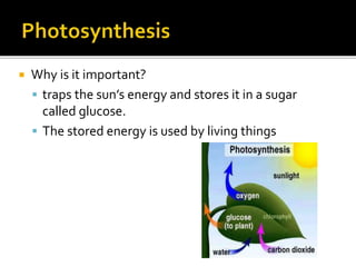  Why is it important?
 traps the sun’s energy and stores it in a sugar
called glucose.
 The stored energy is used by living things
 
