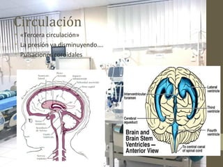 Circulación
• «Tercera circulación»
• La presión va disminuyendo….
• Pulsaciones coroidales
 