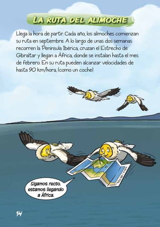 La ruta del alimoche
Llega la hora de partir. Cada año, los alimoches comienzan
su ruta en septiembre. A lo largo de unas dos semanas
recorren la Península Ibérica, cruzan el Estrecho de
Gibraltar y llegan a África, donde se instalan hasta el mes
de febrero. En su ruta pueden alcanzar velocidades de
hasta 90 km/hora, ¡como un coche!




      Sigamos recto,
     estamos llegando
         a África.


14
 