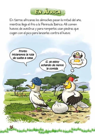 En África
En tierras africanas los alimoches pasan la mitad del año,
mientras llega el frío a la Península Ibérica. Allí comen
huevos de avestruz y para romperlos usan piedras que
cogen con el pico para lanzarlas contra el huevo.



        Pronto
 iniciaremos la ruta
  de vuelta a casa.
                            Sí, ya estoy
                         echando de menos
                             la comida.




16
 