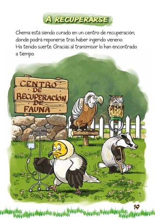 A recuperarse
Chema está siendo curado en un centro de recuperación,
donde podrá reponerse tras haber ingerido veneno.
Ha tenido suerte. Gracias al transmisor lo han encontrado
a tiempo.




                                                       19
 