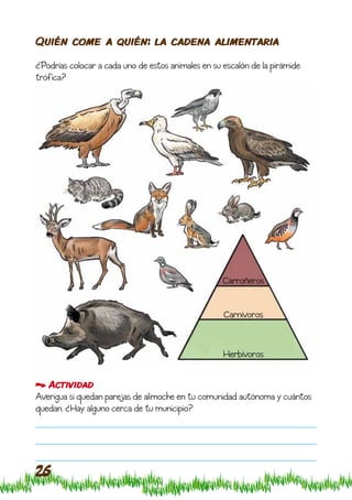 Quién come a quién: la cadena alimentaria

¿Podrías colocar a cada uno de estos animales en su escalón de la pirámide
trófica?




                                                    Carroñeros


                                                    Carnívoros


                                                    Herbívoros


   Actividad
Averigua si quedan parejas de alimoche en tu comunidad autónoma y cuántos
quedan. ¿Hay alguno cerca de tu municipio?




26
 