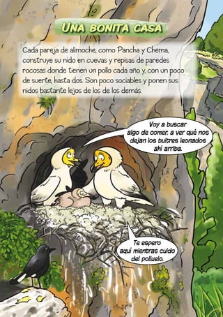 Una bonita casa
Cada pareja de alimoche, como Pancha y Chema,
construye su nido en cuevas y repisas de paredes
rocosas donde tienen un pollo cada año y, con un poco
de suerte, hasta dos. Son poco sociables y ponen sus
nidos bastante lejos de los de los demás.


                                          Voy a buscar
                                  algo de comer, a ver qué nos
                                   dejan los buitres leonados
                                           ahí arriba.




                                    Te espero
                               aquí mientras cuido
                                   del polluelo.
 