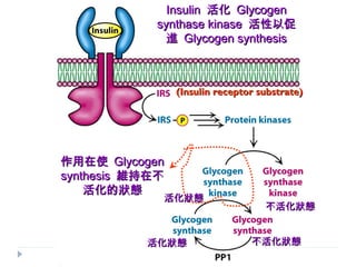 (Insulin receptor substrate)(Insulin receptor substrate)
InsulinInsulin 活化活化 GlycogenGlycogen
synthase kinasesynthase kinase 活性以促活性以促
進進 Glycogen synthesisGlycogen synthesis
作用在使作用在使 GlycogenGlycogen
synthesissynthesis 維持在不維持在不
活化的狀態活化的狀態
不活化狀態不活化狀態
活化狀態活化狀態
活化狀態活化狀態 不活化狀態不活化狀態
 