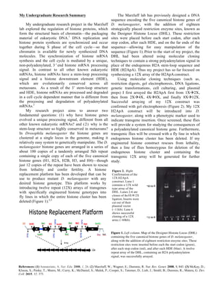 My Undergraduate Research Summary
My undergraduate research project in the Marzluff
lab explored the regulation of histone proteins, which
form the structural basis of chromatin—the packaging
material of eukaryotic DNA.1
DNA replication and
histone protein synthesis are synchronized and occur
together during S phase of the cell cycle—so that
chromatin is available for newly synthesized DNA
molecules. The synchronization of histone mRNA
synthesis and the cell cycle is mediated by a unique,
non-polyadenylated, 3 ’ end histone mRNA processing
signal. In contrast to all other known eukaryotic
mRNAs, histone mRNAs have a stem-loop processing
signal and a histone downstream element (HDE),
which are evolutionarily conserved across all
metazoans. As a result of the 3’ stem-loop structure
and HDE, histone mRNAs are processed and degraded
in a cell cycle dependent manner that is different from
the processing and degradation of polyadenylated
mRNAs.2
My research project aims to answer two
fundamental questions: (1) why have histone genes
evolved a unique processing signal, different from all
other known eukaryotic mRNAs? and (2) why is the
stem-loop structure so highly conserved in metazoans?
In Drosophila melanogaster the histone genes are
clustered at a single locus in the genome, making it
relatively easy system to genetically manipulate. The D.
melanogaster histone genes are arranged in a series of
about 100 copies of a tandemly arranged 5kb repeat
containing a single copy of each of the five canonical
histone genes (H1, H2A, H2B, H3, and H4)—though
just 12 copies of the repeat have been shown to rescue
from lethality and confer fertility. A histone
replacement platform has been developed that can be
use to produce mutant D. melanogaster with any
desired histone genotype. This platform works by
introducing twelve repeat (12X) arrays of transgenes
with specifically engineered histone genotypes into
fly lines in which the entire histone cluster has been
deleted (Figure 1).2,3
The Marzluff lab has previously designed a DNA
sequence encoding the five canonical histone genes of
D. melanogaster, with the addition of eighteen
strategically placed restriction enzyme sites, known as
the Designer Histone Locus (DHL). These restriction
sites were placed before each start codon, after each
stop codon, after each HDE, and on the far ends of the
sequence—allowing for easy manipulation of the
sequence (Figure 1). Prior to the start of my project, the
DHL had been altered using molecular cloning
techniques to contain a strong polyadenylation signal in
place of the endogenous H2A stem-loop sequence and
HDE (H2ApA). Thus my project has so far focused on
synthesizing a 12X array of the H2ApA construct.
Using molecular cloning techniques (such as,
restriction digests, gel electrophoresis, DNA ligations,
genetic transformations, cell culturing, and plasmid
preps) I first arrayed the H2ApA first from 1Xà2X,
then from 2Xà4X, 4Xà8X, and finally 8Xà12X.
Successful arraying of my 12X construct was
confirmed with gel electrophoresis (Figure 2). My 12X
H2ApA construct will be introduced into D.
melanogaster, along with a phenotypic marker used to
indicate transgene insertion. Once screened, these flies
will provide a system for studying the consequences of
a polyadenylated canonical histone gene. Furthermore,
transgenic flies will be crossed with a fly line in which
endogenous histone cluster has been deleted. If my
engineered histone construct rescues from lethality,
then a line of flies homozygous for deletion of the
endogenous histone cluster and containing the
transgenic 12X array will be generated for further
study.
Figure 1. Left column. Map of the Designer Histone Locus (DHL)
containing the five canonical histone genes of D. melanogaster,
along with the addition of eighteen restriction enzyme sites. These
restriction sites were inserted before each the start codon (green),
after each stop codon (red), and after each HDE (blue). A twelve
repeat array of the DHL, containing an H2A polyadenylation
signal, was successfully arrayed.	
  	
  
References: (1) Annunziato, A. Nat. Edu. 2008, 1, 26. (2) Marzluff, W.; Wagner, E.; Duronio, R. Nat. Rev. Genet. 2008, 9, 843. (3) McKay, D.;
Klusza, S.; Penke, T.; Meers, M.; Curry, K.; McDaniel, S.; Malek, P.; Cooper, S.; Tatomer, D.; Lieb, J.; Strahl, B.; Duronio, R.; Matera, G. Dev.
Cell. 2015, 32, 373.
	
  
	
  
 