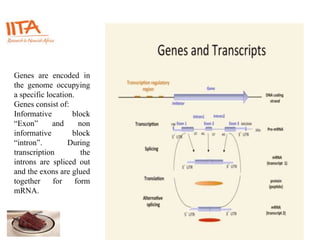 Genes are encoded in
the genome occupying
a specific location.
Genes consist of:
Informative block
“Exon” and non
informative block
“intron”. During
transcription the
introns are spliced out
and the exons are glued
together for form
mRNA.
 