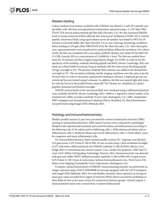 Western blotting
Culture medium from human urothelial cells (UROtsa) was diluted 1:1 with 2X Laemmli sam-
ple buffer with 10% beta-mercaptoethanol and proteins separated using a 4–15% Mini-PRO-
TEAN TGX precast polyacrylamide gel (Bio-Rad, Hercules, CA). We also measured HMGB1
levels in mouse intravesical fluid collected after intravesical instillation of PAR4-AP or control
peptide. Intravesical fluid, using equal volume across all samples, was heated to 99°C for 20
minutes in Laemmli buffer (Bio-Rad, Hercules, CA) in non-reducing, denaturing, conditions
before loading in 12% gels (Mini-PROTEAN TGX; Bio-Rad, Hercules, CA). After electropho-
resis, separated proteins were transferred to a polyvinylidene difluoride membrane. For culture
media, the blot was incubated with a secondary antibody (donkey anti-rabbit IR Dye 800 CW;
LI-COR, Lincoln, NE) at a concentration of 1:10,000 for 1 hour. The blot was washed three
times for 10 minutes and then imaged using Odyssey Imager (LI-COR). In order to test the
specificity of the antibody, antibody-blocking peptide (ab18650; Abcam, Cambridge, MA) was
made up in block buffer by mixing 10 μg of antibody with five times excess blocking peptide
(50 μg) overnight at 4°C. The primary antibody block solution was added to the blocked blot
overnight at 4°C. The secondary antibody and the imaging conditions were the same as for the
Western blot. In order to document equal protein loading in all lanes, a duplicate gel was not
transferred but just stained using Coomassie. In addition, the blot was stained right after trans-
fer with the Novex1 Reversible Protein Stain (IB7710; Thermo Sci., Rockford, IL), photo-
graphed, destained and blocked overnight.
HMGB1 protein bands in the intravesical fluid were visualized using a rabbit polyclonal pri-
mary antibody (ab18256; Abcam, Cambridge, MA; 1:4000 or 1 mg/ml for culture media), a bio-
tinylated anti-rabbit secondary antibody (Vector Labs, Burlingame, CA; 1:400), streptavidin-
HRP conjugates and chemiluminescent substrate (Pierce, Rockford, IL). Band densitometry
was performed using ImageJ (NIH, Bethesda, MD).
Histology and immunohistochemistry
Bladder paraffin sections (5 μm) were processed for routine hematoxylin and eosin (H&E)
staining or immunohistochemistry. H&E-stained sections were evaluated by a pathologist
blinded to the experimental treatment and scored for edema and inflammation according to
the following scale: 0, No edema and no infiltrating cells; 1, Mild submucosal edema and no
inflammatory cells; 2, Moderate edema and several inflammatory cells; 3, Frank edema, vascu-
lar congestion and many inflammatory cells.
For immunohistochemistry, batch-stained paraffin sections (N = 6/group) were blocked
(5% goat serum, 0.2% Triton X-100 in PBS, 30 min at room temp.), then incubated overnight
at 4°C with either rabbit polyclonal anti-HMGB1 antibody (1:100; ab18256; Abcam, Cam-
bridge, MA) or monoclonal anti-cleaved caspase-3 (as a marker for apoptosis; 1:400 Asp175,
clone 5A1E #9664; Cell Signaling Technology, Danvers, MA). Immunoreactivity was detected
with goat anti-rabbit TRITC-labeled secondary antibody (1:100 in PBS with 1% goat serum,
0.2% Triton X-100; 1 hour at room temp.; Jackson ImmunoResearch, Inc., West Grove, PA)
before cover-slipping (Vectashield, Vector Laboratories, Burlingame, CA).
Computer-assisted densitometry of HMGB1 immunostaining intensity was performed on
images captured using a LEICA DMI4000B microscope equipped with the LAS V4 program
and ImageJ (NIH, Bethesda, MD). For each bladder, intensity values represent an average of
mean grey values recorded from region-of-interests (ROIs) drawn around the urothelium in
three fields of view in the same section for comparisons between groups. Cleaved caspase-3
immunostained nuclei were counted from 3 random fields/animal.
PAR4 Induces Bladder Pain through HMGB1
PLOS ONE | DOI:10.1371/journal.pone.0152055 March 24, 2016 4 / 11
 