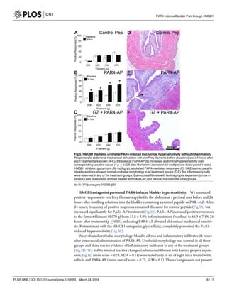 HMGB1 antagonist prevented PAR4-induced bladder hypersensitivity. We measured
positive responses to von Frey filaments applied to the abdominal / perineal area before and 24
hours after instilling solutions into the bladder containing a control peptide or PAR-4AP. After
24 hours, frequency of positive responses remained the same for control peptide (Fig 3A) but
increased significantly for PAR4-AP treatment (Fig 3B). PAR4-AP increased positive responses
to the firmest filament (0.070 g) from 33.8 ± 3.8% before treatment (baseline) to 66.3 ± 7.1% 24
hours after treatment (p  0.05), indicating PAR4-AP elevated abdominal mechanical sensitiv-
ity. Pretreatment with the HMGB1 antagonist, glycyrrhizin, completely prevented the PAR4--
induced hypersensitivity (Fig 3C).
We evaluated urothelial morphology, bladder edema and inflammatory infiltrates 24 hours
after intravesical administration of PAR4-AP. Urothelial morphology was normal in all three
groups and there was no evidence of inflammatory infiltrates in any of the treatment groups
(Fig 3D–3F). Subtle stromal reactive changes (submucosal fibrosis with lamina propria expan-
sion; Fig 3E; mean score = 0.75, SEM = 0.11) were noted only in six of eight mice treated with
vehicle and PAR4-AP (mean overall score = 0.75, SEM = 0.1). These changes were not present
Fig 3. HMGB1 mediates urothelial PAR4-induced mechanical hypersensitivity without inflammation.
Responses to abdominal mechanical stimulation with von Frey filaments before (baseline) and 24 hours after
each treatment are shown (A-C). Intravesical PAR4-AP (B) increases abdominal hypersensitivity over
corresponding baseline values (* p  0.025 after Bonferroni correction for multiple one-tailed paired t-tests).
HMGB1 inhibitor, glycyrrhizin (50 mg/kg, ip), abolished PAR4-mediated responses (C). HE stained paraffin
bladder sections showed normal urothelial morphology in all treatment groups (D-F). No inflammatory cells
were observed in any of the treatment groups. Submucosal fibrosis with lamina propria expansion (arrow in
panel E) was observed in animals treated with PAR4-AP and vehicle, but not in the other groups.
doi:10.1371/journal.pone.0152055.g003
PAR4 Induces Bladder Pain through HMGB1
PLOS ONE | DOI:10.1371/journal.pone.0152055 March 24, 2016 6 / 11
 