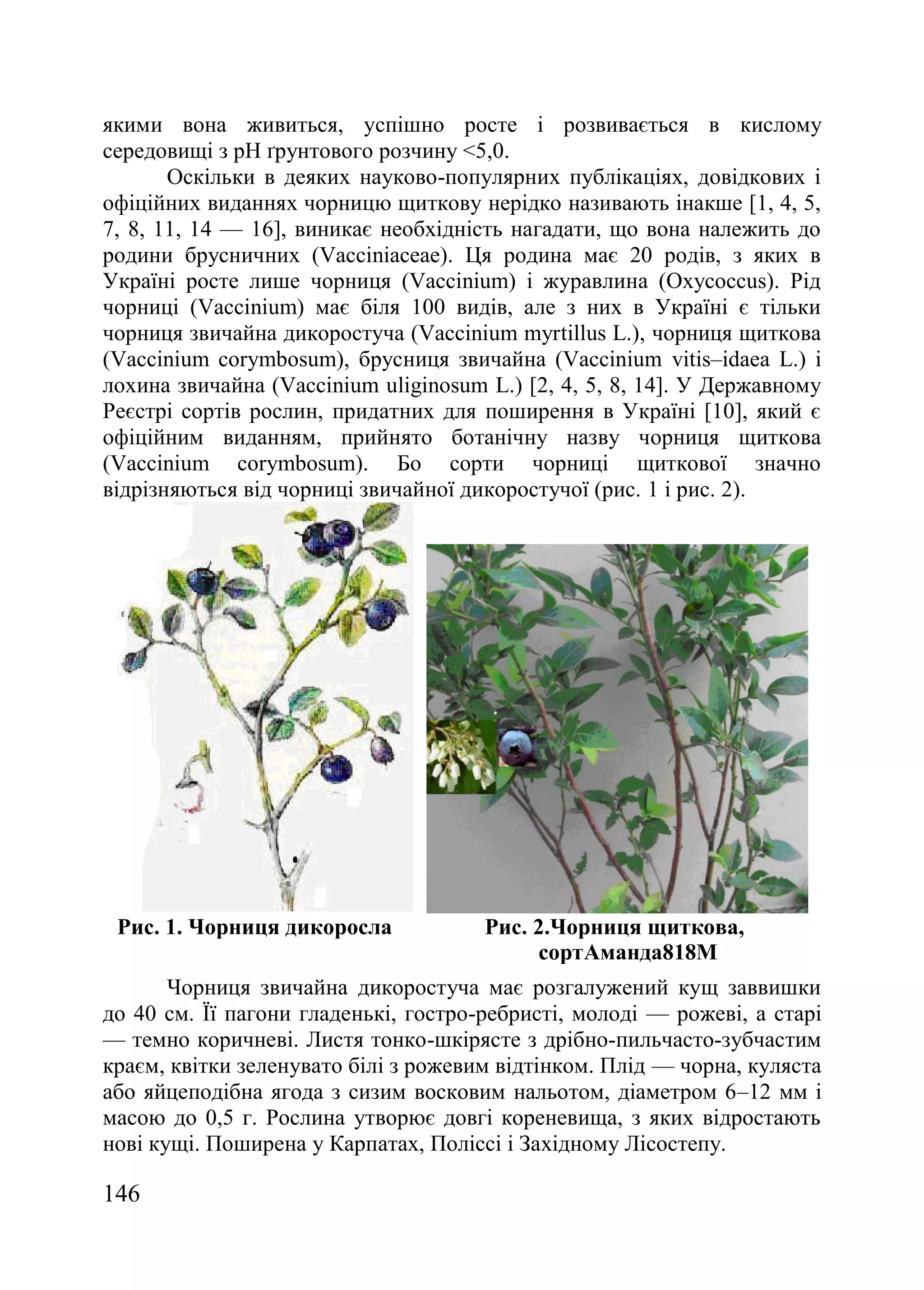 146
якими вона живиться, успішно росте і розвивається в кислому
середовищі з рН ґрунтового розчину <5,0.
Оскільки в деяких науково-популярних публікаціях, довідкових і
офіційних виданнях чорницю щиткову нерідко називають інакше [1, 4, 5,
7, 8, 11, 14 — 16], виникає необхідність нагадати, що вона належить до
родини брусничних (Vacciniaceae). Ця родина має 20 родів, з яких в
Україні росте лише чорниця (Vaccinium) і журавлина (Oxycoccus). Рід
чорниці (Vaccinium) має біля 100 видів, але з них в Україні є тільки
чорниця звичайна дикоростуча (Vaccinium myrtillus L.), чорниця щиткова
(Vaccinium corymbosum), брусниця звичайна (Vaccinium vitis–idaea L.) і
лохина звичайна (Vaccinium uliginosum L.) [2, 4, 5, 8, 14]. У Державному
Реєстрі сортів рослин, придатних для поширення в Україні [10], який є
офіційним виданням, прийнято ботанічну назву чорниця щиткова
(Vaccinium corymbosum). Бо сорти чорниці щиткової значно
відрізняються від чорниці звичайної дикоростучої (рис. 1 і рис. 2).
Рис. 1. Чорниця дикоросла Рис. 2.Чорниця щиткова,
сортАманда818М
Чорниця звичайна дикоростуча має розгалужений кущ заввишки
до 40 см. Її пагони гладенькі, гостро-ребристі, молоді — рожеві, а старі
— темно коричневі. Листя тонко-шкірясте з дрібно-пильчасто-зубчастим
краєм, квітки зеленувато білі з рожевим відтінком. Плід — чорна, куляста
або яйцеподібна ягода з сизим восковим нальотом, діаметром 6–12 мм і
масою до 0,5 г. Рослина утворює довгі кореневища, з яких відростають
нові кущі. Поширена у Карпатах, Поліссі і Західному Лісостепу.
 