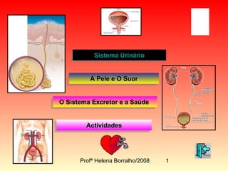 Profª Helena Borralho/2008 1
Sistema UrinárioSistema UrinárioSistema UrinárioSistema Urinário
A Pele e O SuorA Pele e O SuorA Pele e O SuorA Pele e O Suor
O Sistema Excretor e a SaúdeO Sistema Excretor e a SaúdeO Sistema Excretor e a SaúdeO Sistema Excretor e a Saúde
ActividadesActividadesActividadesActividades
 