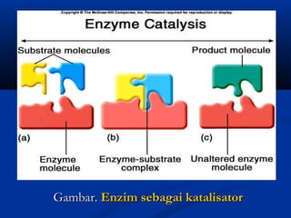 Gambar.Gambar. Enzim sebagai katalisatorEnzim sebagai katalisator
 