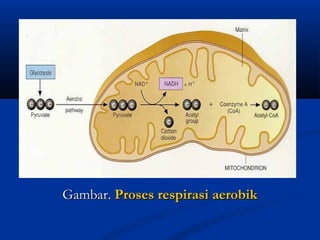 Gambar.Gambar. Proses respirasi aerobikProses respirasi aerobik
 