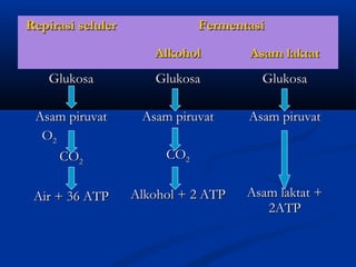 Repirasi selulerRepirasi seluler FermentasiFermentasi
AlkoholAlkohol Asam laktatAsam laktat
GlukosaGlukosa
Asam piruvatAsam piruvat
OO22
COCO22
Air + 36 ATPAir + 36 ATP
GlukosaGlukosa
Asam piruvatAsam piruvat
COCO22
Alkohol + 2 ATPAlkohol + 2 ATP
GlukosaGlukosa
Asam piruvatAsam piruvat
Asam laktat +Asam laktat +
2ATP2ATP
 