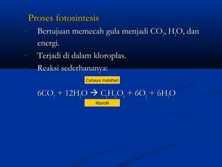 Proses fotosintesisProses fotosintesis
- Bertujuan memecah gula menjadi COBertujuan memecah gula menjadi CO22, H, H22O, danO, dan
energi.energi.
- Terjadi di dalam kloroplas.Terjadi di dalam kloroplas.
- Reaksi sederhananya:Reaksi sederhananya:
6CO6CO22 + 12H+ 12H22OO  CC66HH1212OO66 + 6O+ 6O22 + 6H+ 6H22OO
Cahaya matahari
Klorofil
 