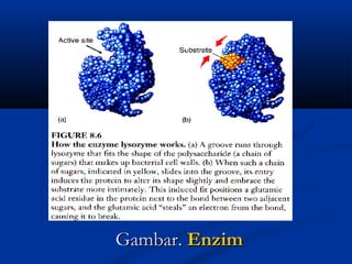 Gambar.Gambar. EnzimEnzim
 