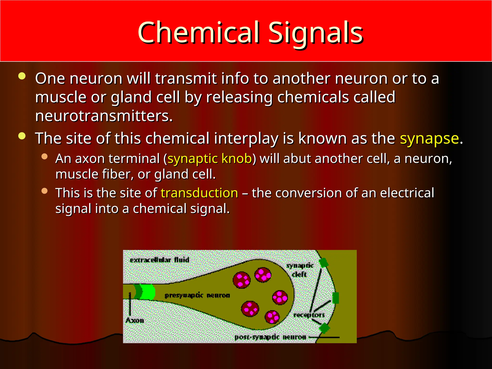 7-8-the-neuromuscular-junction-physiology-of-skeletal-muscle