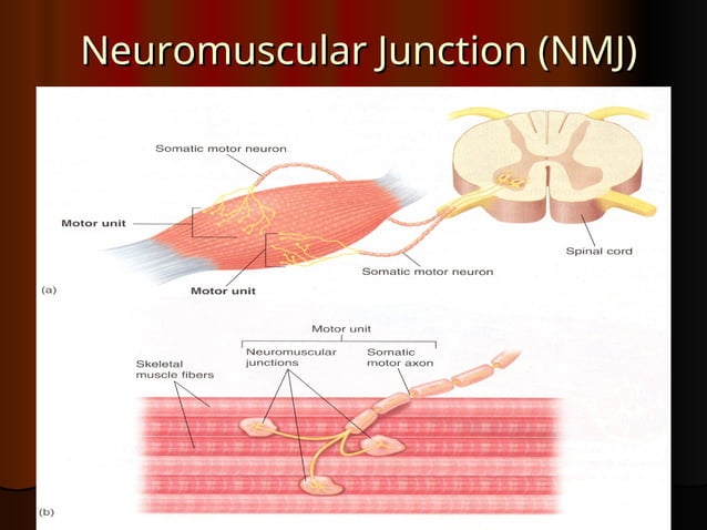 7&8- The Neuromuscular Junction & Physiology of Skeletal Muscle ...
